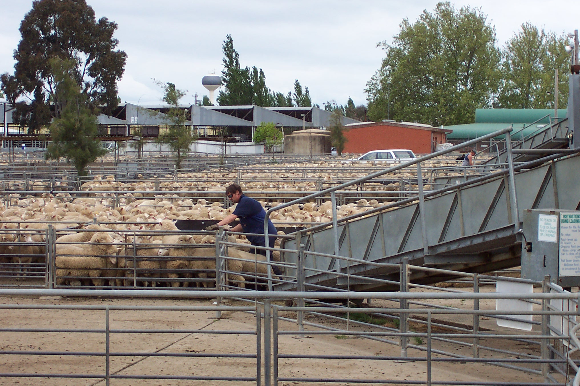 Agriculture Victoria said it is important to prepare animals for long journeys in terms of their nutrition, hydration and heat management.