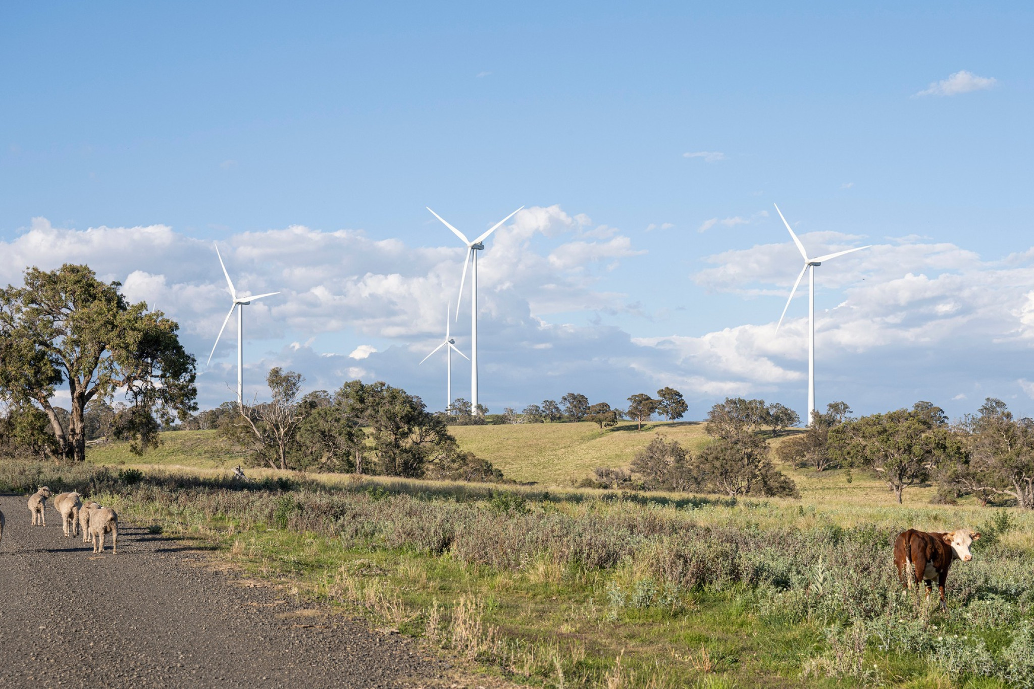 Proposed windfarm seeks feedback - feature photo