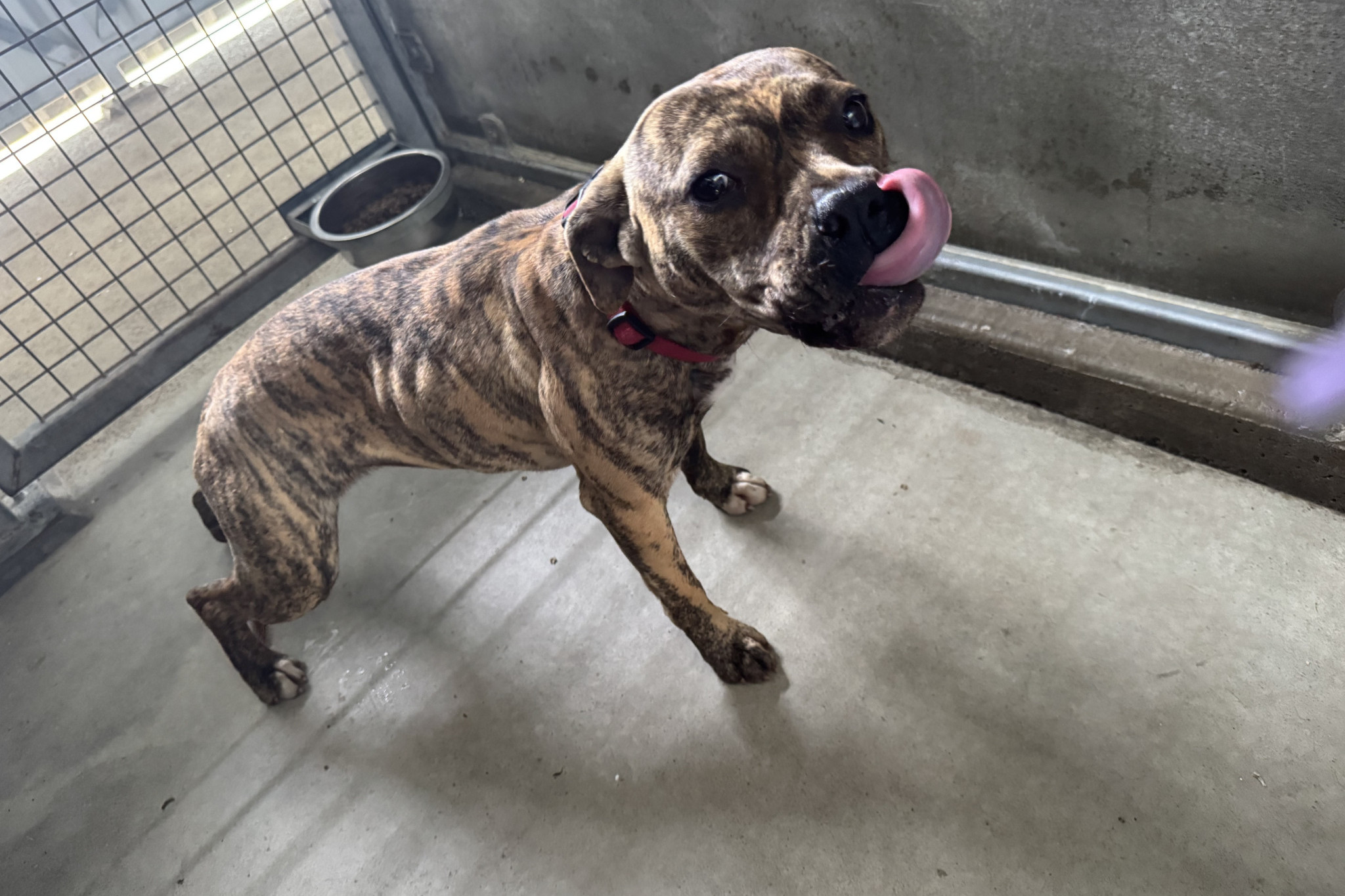 Tiger was located wandering in Stawell on September 23, and isn't microchipped so her owners can't be contacted. If Tiger belongs to you, call the Northern Grampians Shire Council Community Safety Team on 5358 9096.