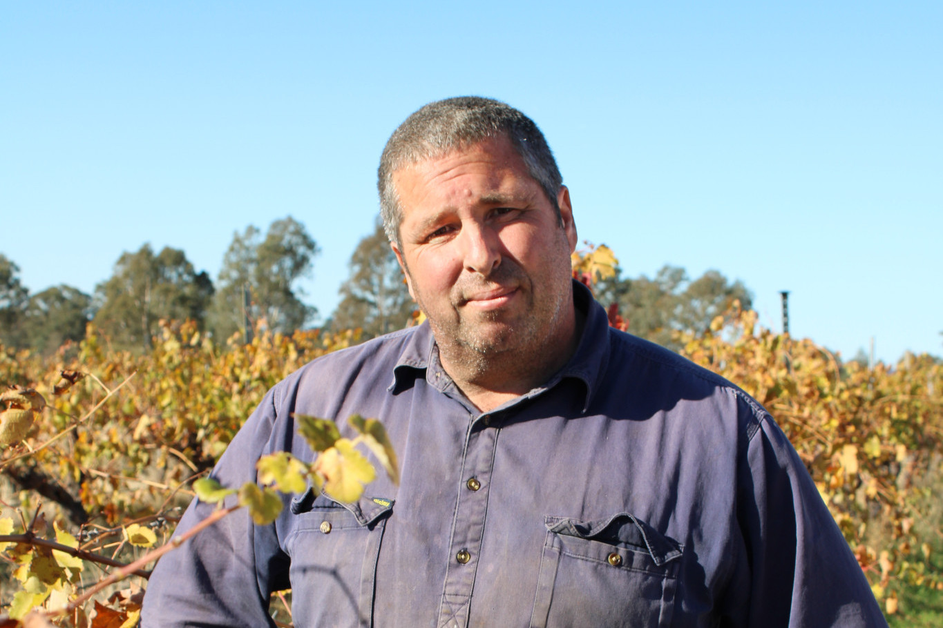 Mount Avoca General Manager of Winemaking and Vitaculture David Darlow among the vines on Monday.