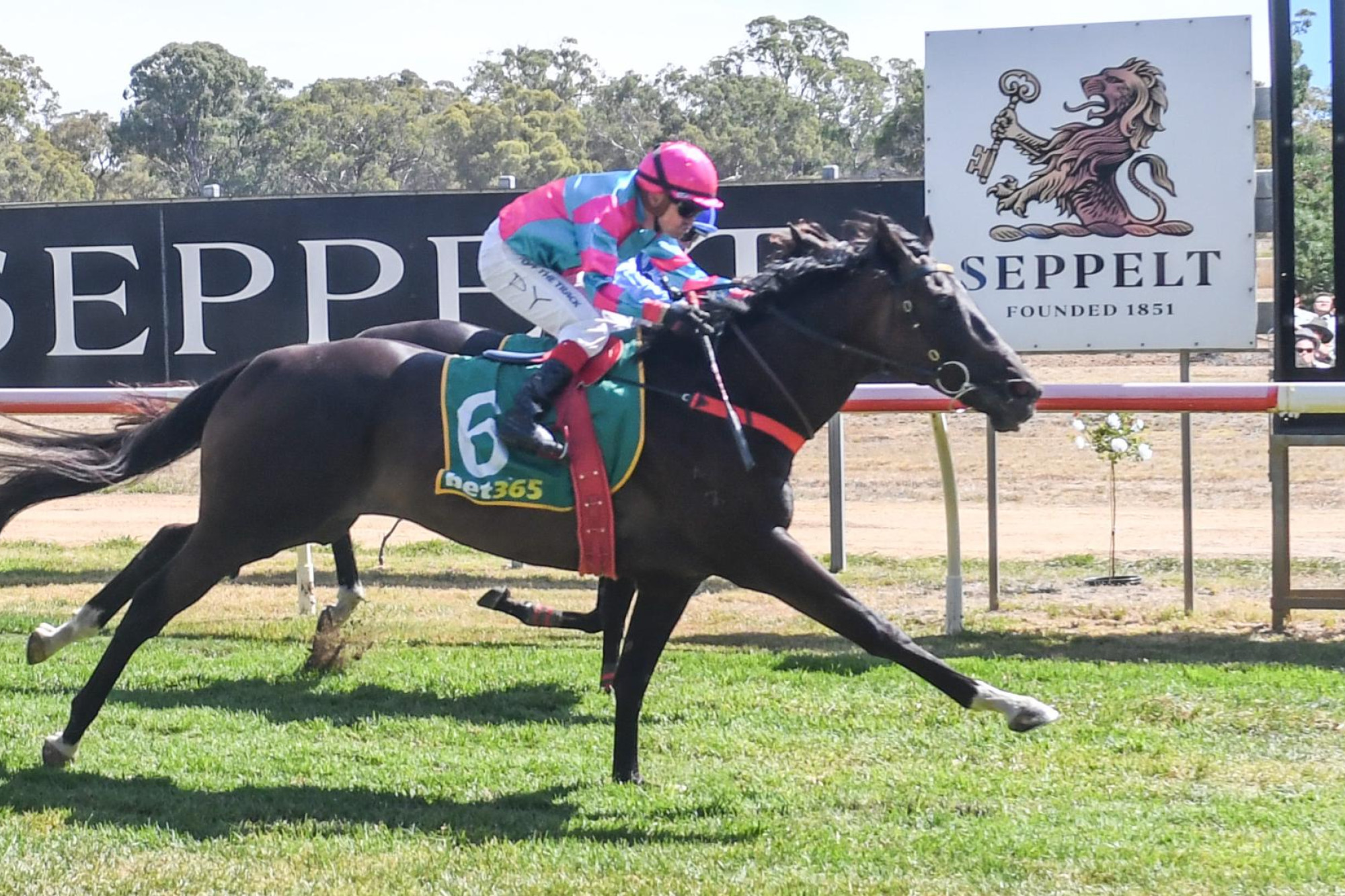 Brawl, ridden by Dean Yendall wins the Seppelt Great Western Cup on January 25, 2025. Picture by Ross Holburt/Racing Photos