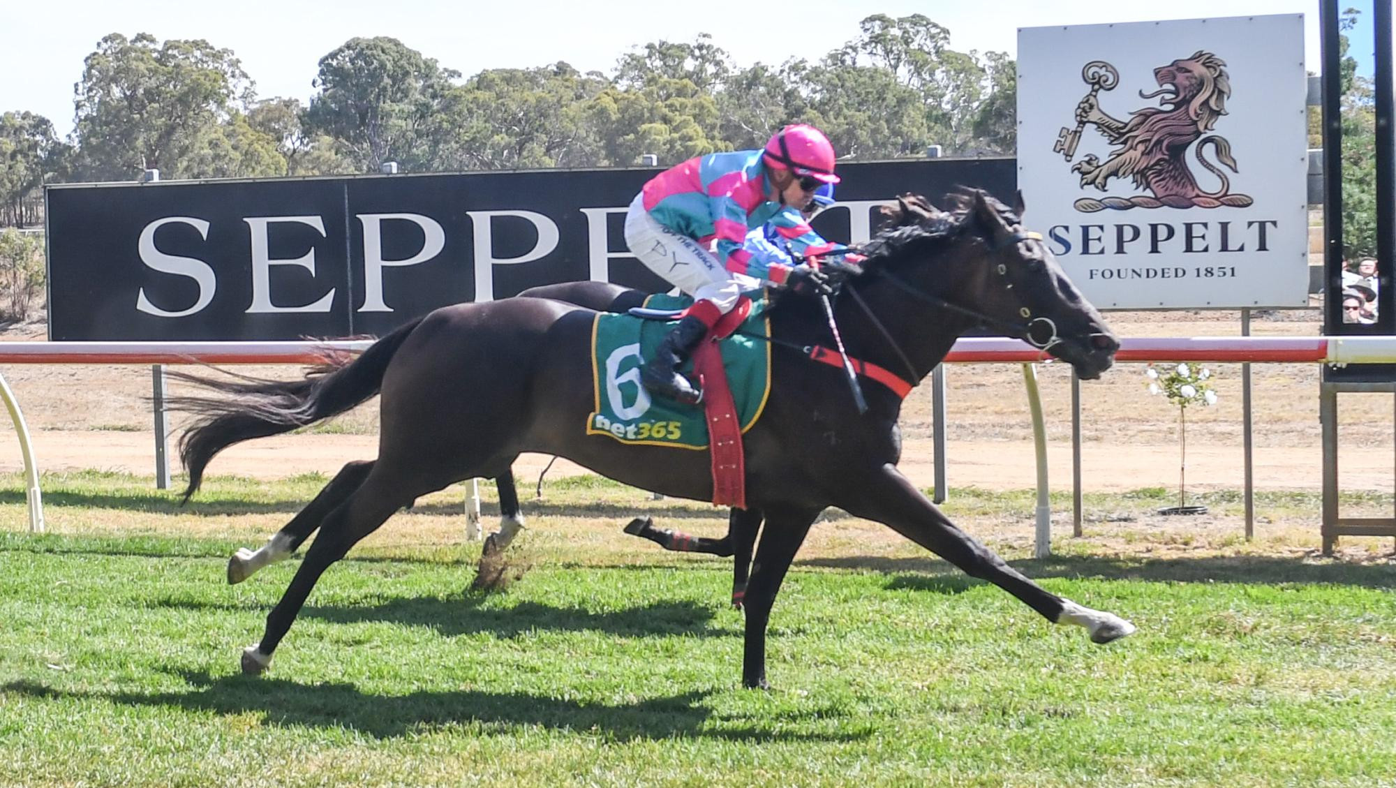 Brawl, ridden by Dean Yendall wins the Seppelt Great Western Cup on January 25, 2025. Picture by Ross Holburt/Racing Photos