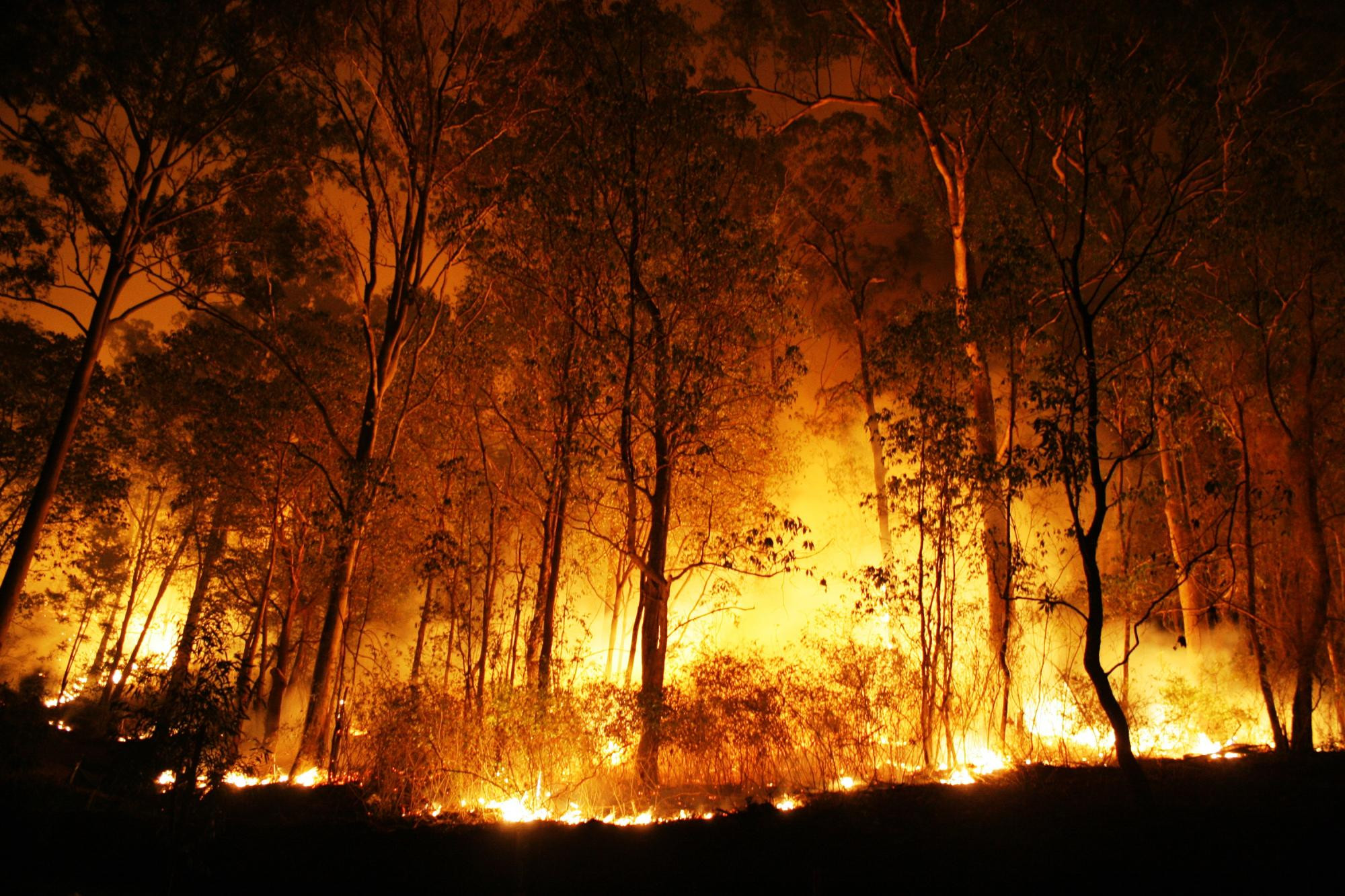 Floods, fires and flying insects are just part of the of the experience of living in Australia. Picture Shutterstock