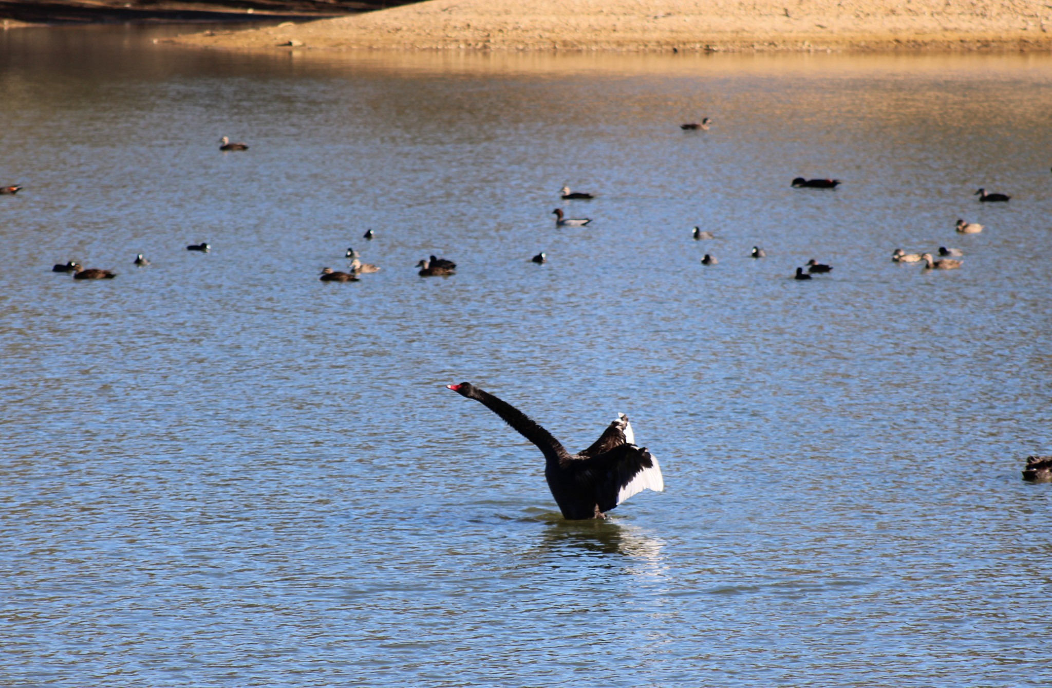 A black swan stretches out while enjoying a sunny afternoon on the water at Avoca Estate winery.